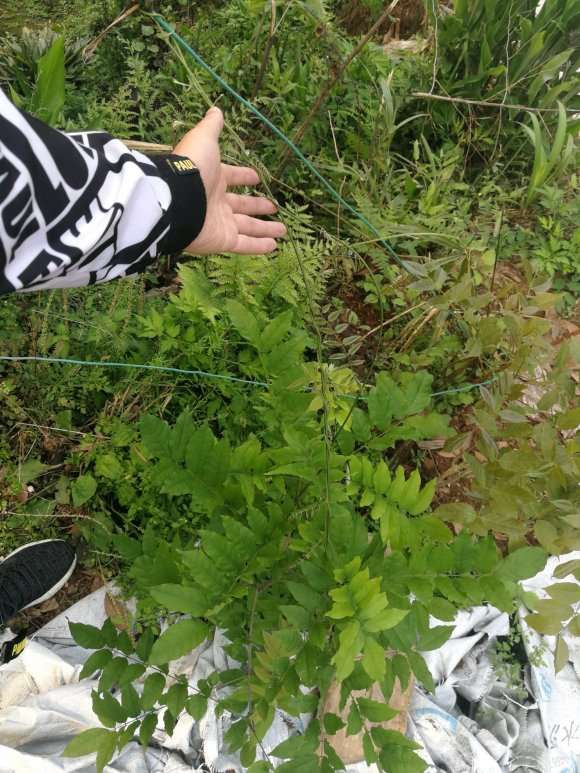 紫藤下山桩没开花也能结果吗 图片