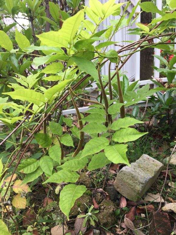 紫藤下山桩没开花也能结果吗 图片