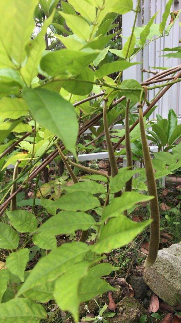 紫藤下山桩没开花也能结果吗 图片