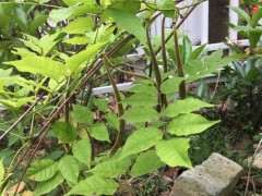 紫藤下山桩没开花也能结果吗 图片