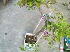 紫藤下山桩什么时候嫁接最好 图片