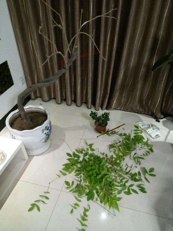 紫藤下山桩冬天不落叶 怎么办 图片