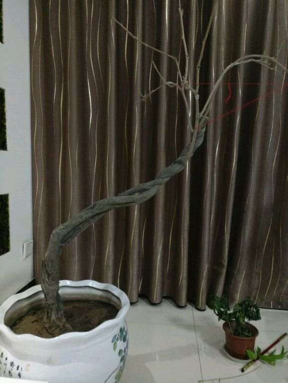 紫藤下山桩冬天不落叶 怎么办 图片