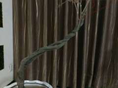 紫藤下山桩冬天不落叶 怎么办 图片