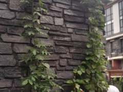 紫藤下山桩种了4年 长叶不开花 怎么办