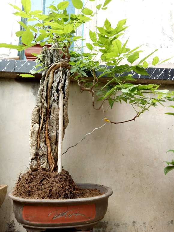 附石紫藤下山桩 制作的怎么样 图片