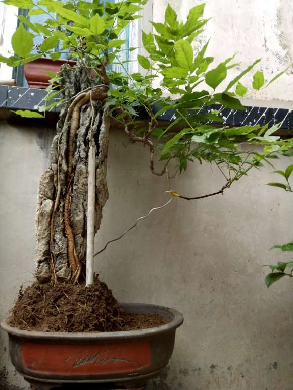 附石紫藤下山桩 制作的怎么样 图片