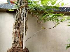 附石紫藤下山桩 制作的可以吗 图片