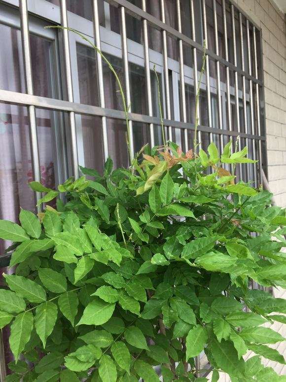 这个紫藤下山桩枝条要剪掉吗 图片