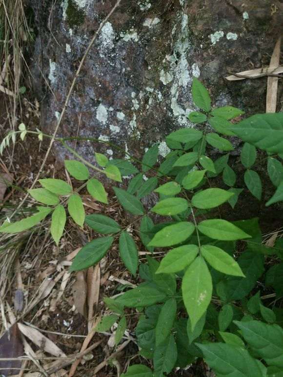 请教这是野生紫藤下山桩吗 图片