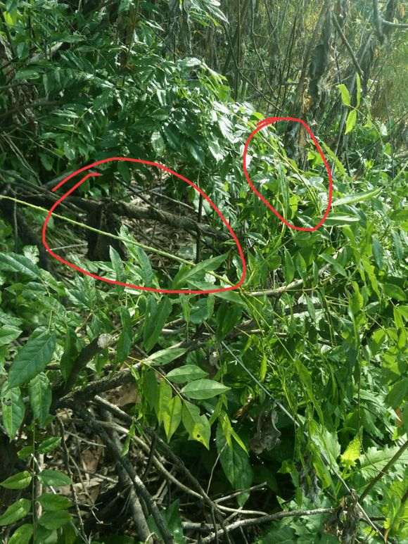 请教这是野生紫藤下山桩吗 图片