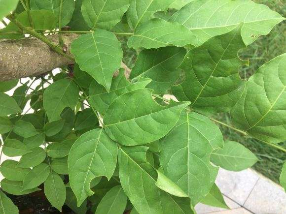 有没有人种紫藤下山桩的啊 怎么办