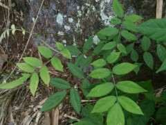 有没有人种紫藤下山桩的啊 怎么办