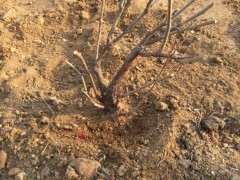 紫藤下山桩不容易爬到架子上 图片