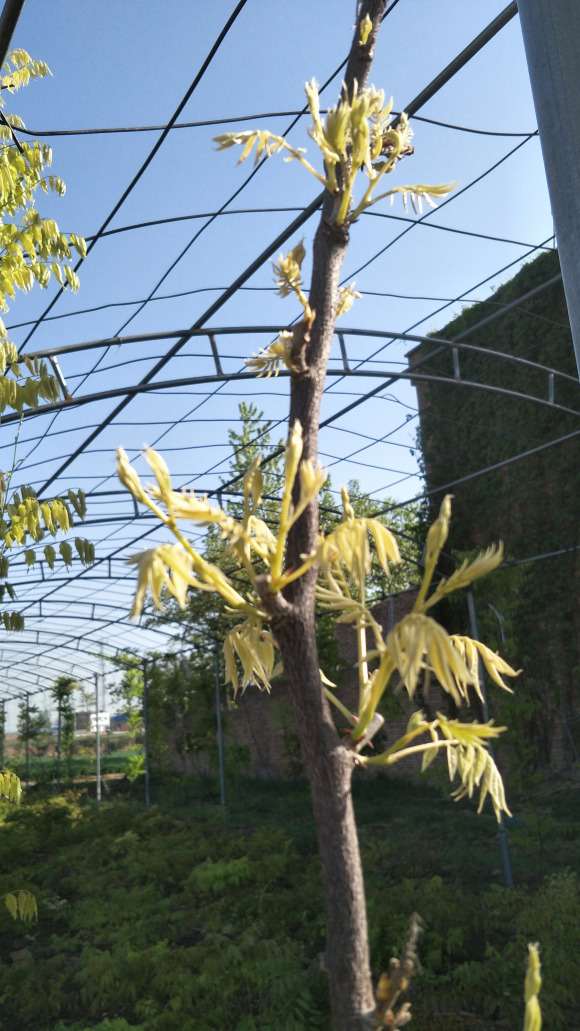 紫藤下山桩新叶的病害分析 图片