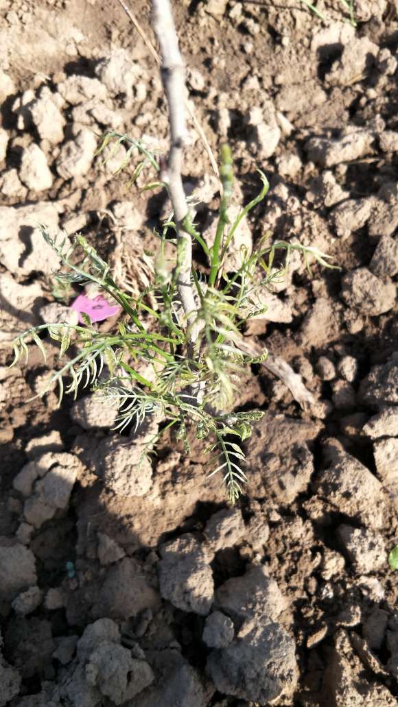 紫藤下山桩新叶的病害分析 图片