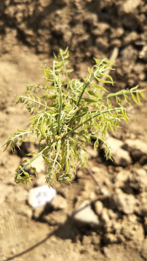 紫藤下山桩新叶的病害分析 图片