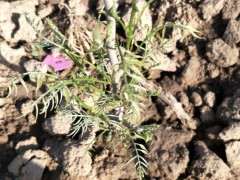 紫藤下山桩新叶的病害分析 图片