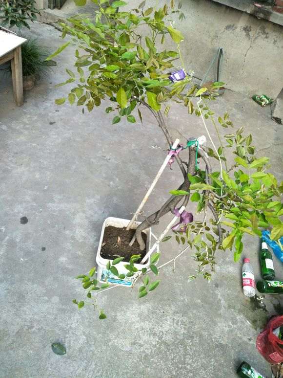 紫藤下山桩浇水多了能死么 怎么办 图片