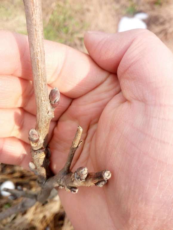 紫藤下山桩花芽是哪种 怎么样 图片
