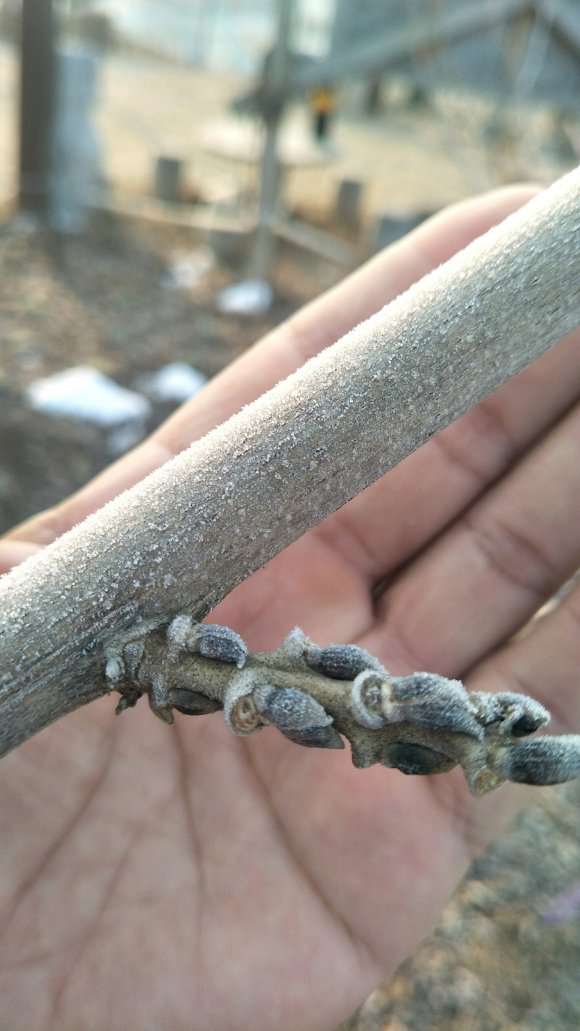 紫藤下山桩花芽是哪种 怎么样 图片