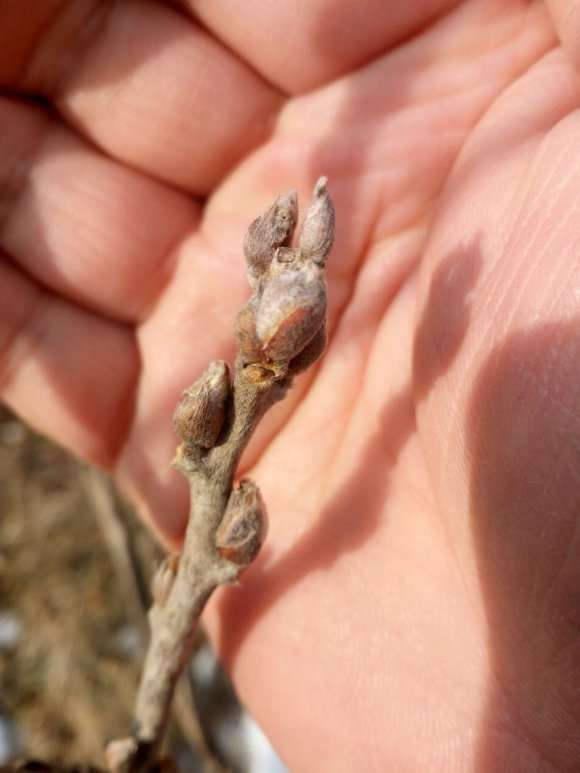 紫藤下山桩花芽是哪种 怎么样 图片