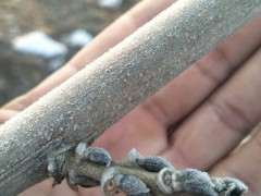 紫藤下山桩花芽是哪种 可以吗 图片