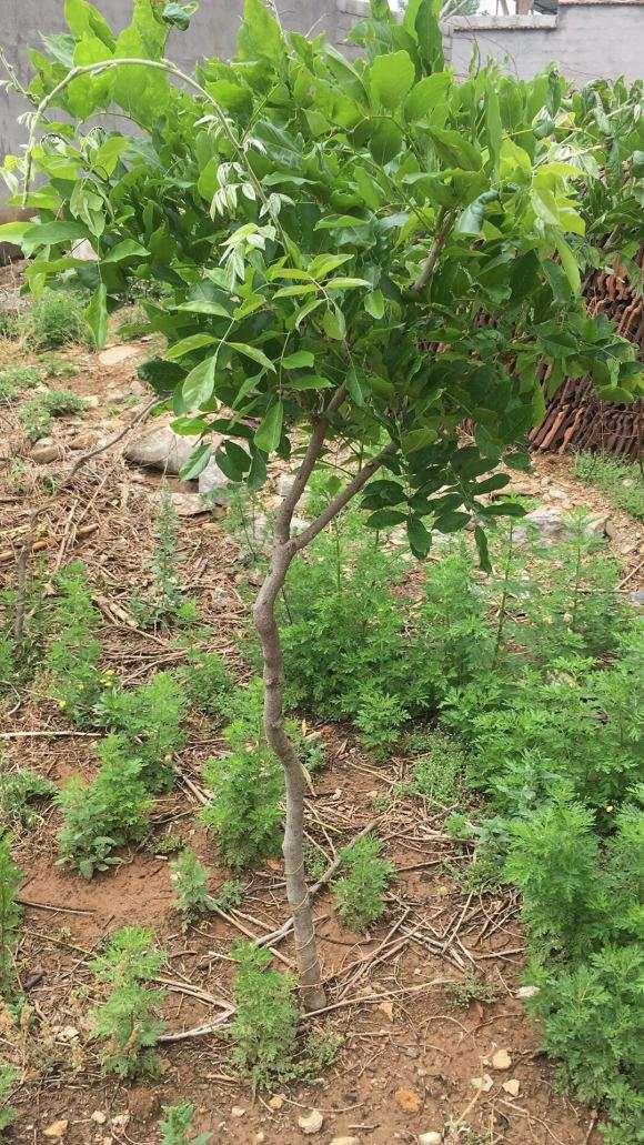 紫藤下山桩新移栽缓苗慢 怎么办 图片