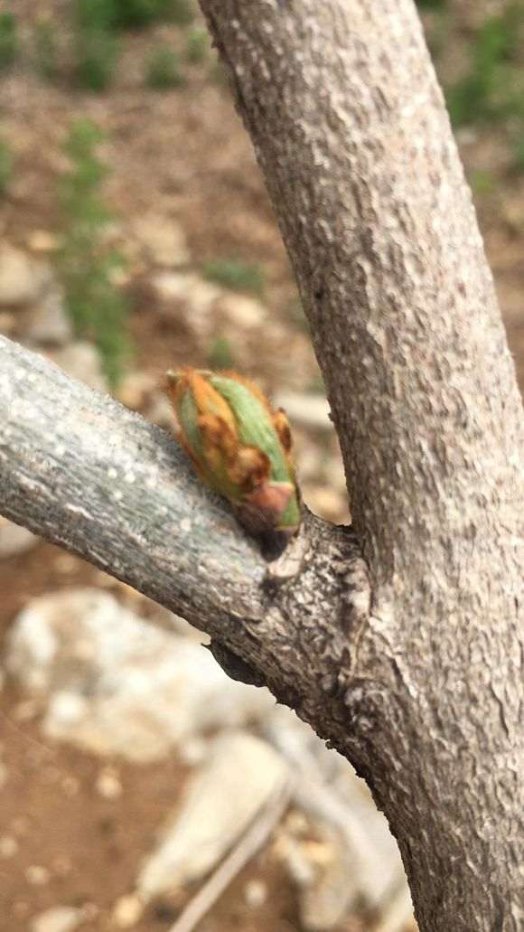 紫藤下山桩新移栽缓苗慢 怎么办 图片