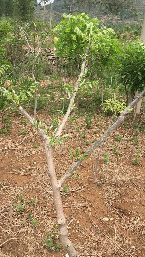 紫藤下山桩新移栽缓苗慢 怎么办 图片
