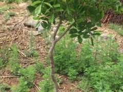 紫藤下山桩新移栽缓苗慢 怎么办 图片