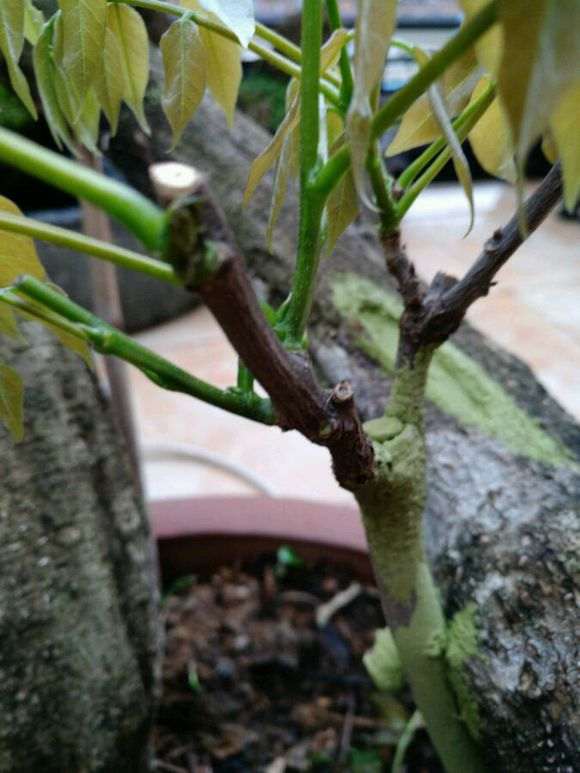 紫藤下山桩老桩烂根了能不能接根 图片