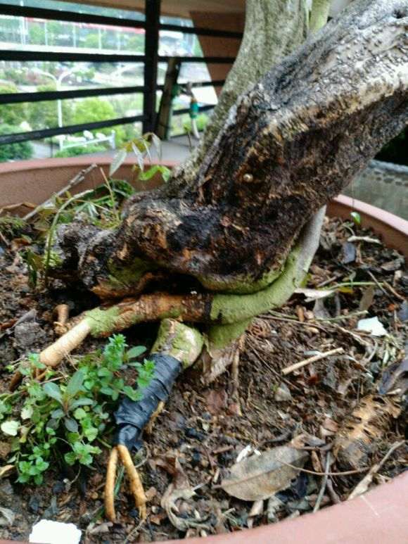 紫藤下山桩老桩烂根了能不能接根 图片