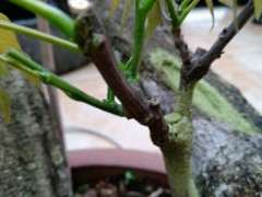 紫藤下山桩老桩烂根了能不能接根 图片