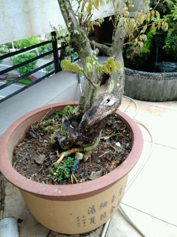 紫藤下山桩和葛花有什么区别 图片