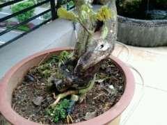 露天阳台养紫藤下山桩 可以吗 图片