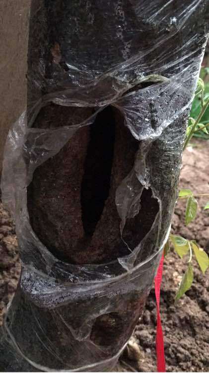 紫藤下山桩树干腐烂 怎么办 图片