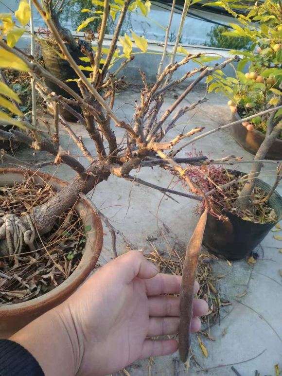 种紫藤下山桩 河南适合吗 怎么样 图片