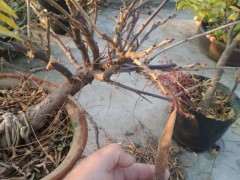 种紫藤下山桩 河南适合吗 可以吗 图片