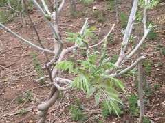 紫藤下山桩远端枝叶枯黄 可以吗 图片