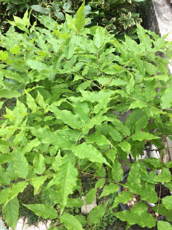 今年 紫藤下山桩没有开花 叶子怎么办