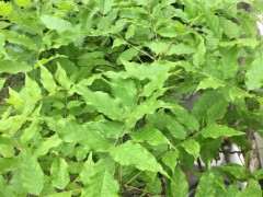 今年 紫藤下山桩没有开花 叶子怎么办