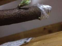 紫藤下山桩的叶子已经掉光 怎么办 图片