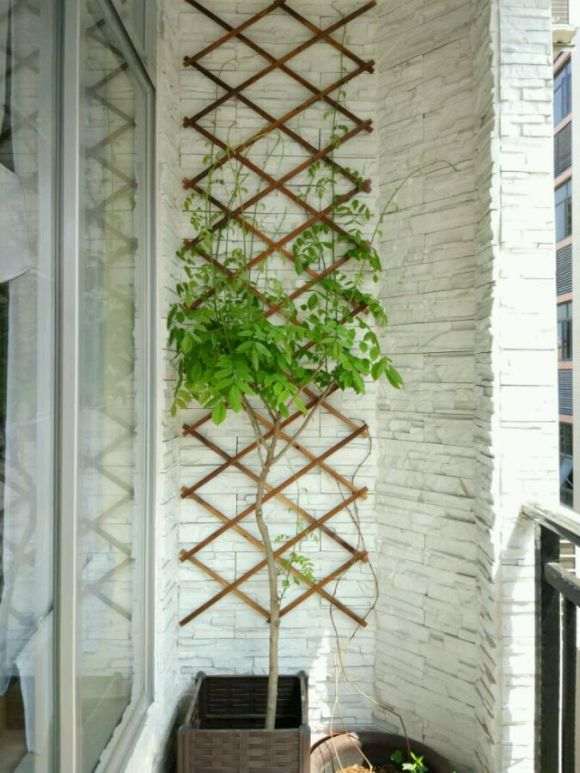 紫藤下山桩 花盆会不会太浅 怎么办 图片