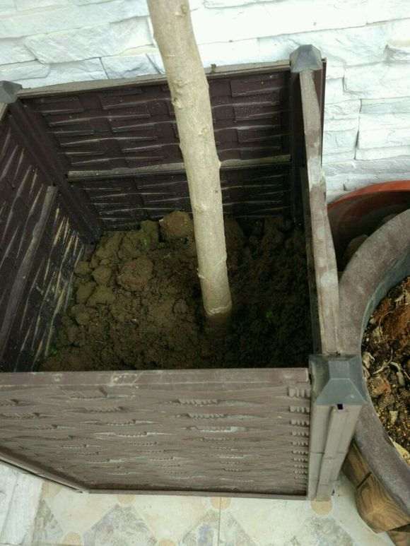 紫藤下山桩 花盆会不会太浅 怎么办 图片