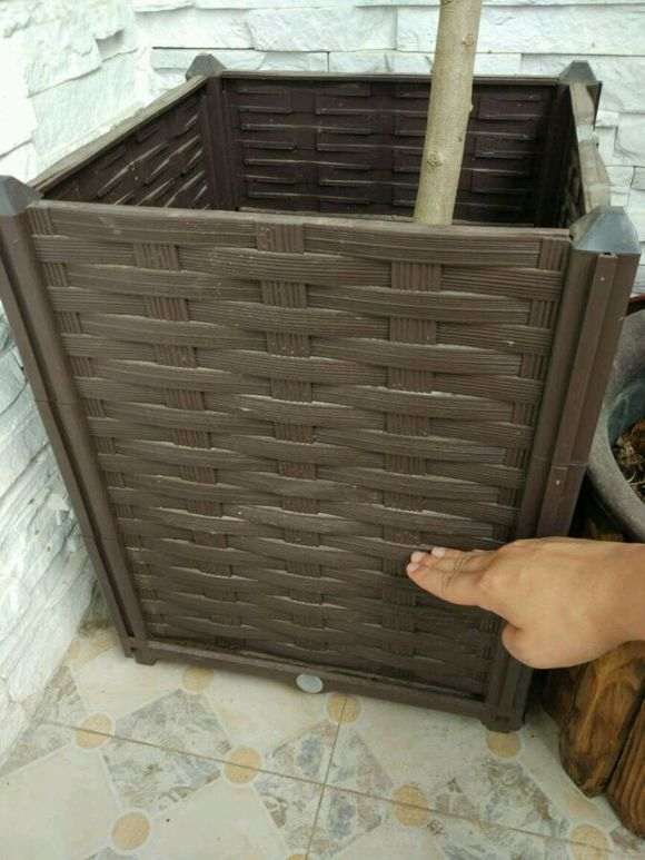 紫藤下山桩 花盆会不会太浅 怎么办 图片