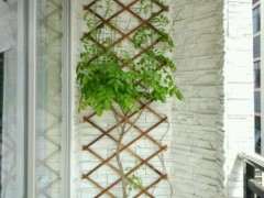 紫藤下山桩 花盆会不会太浅 怎么办 图片