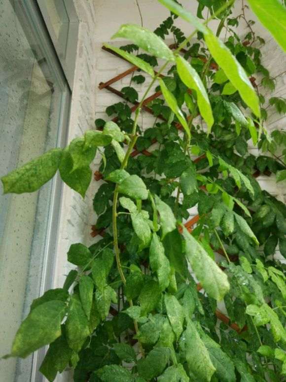 紫藤下山桩叶子发白 是什么病 怎么办