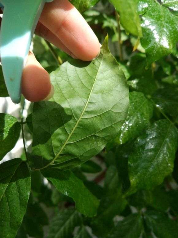 紫藤下山桩叶子发白 是什么病 怎么办