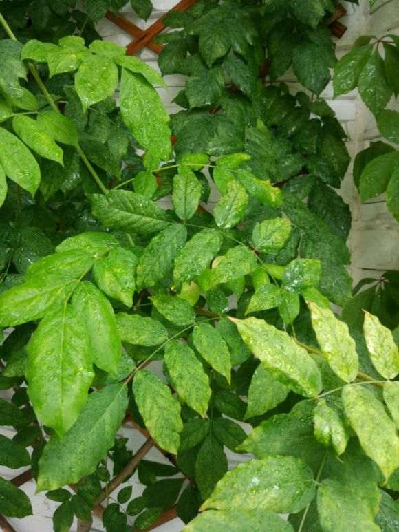 紫藤下山桩叶子发白 是什么病 怎么办